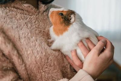 The guinea pig in the girl's arms