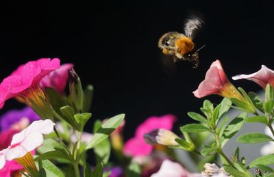 Close-up of bee on pink flowers blooming outdoors