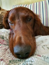 Close-up portrait of a dog resting on bed