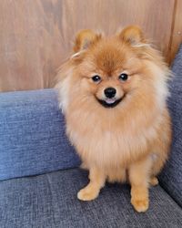 Portrait of dog sitting on sofa