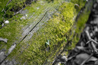 Close-up of moss growing on tree stump
