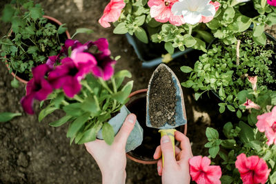 Cropped hand of woman holding plant