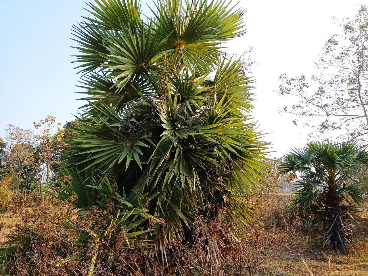 LOW ANGLE VIEW OF PALM TREE AGAINST SKY