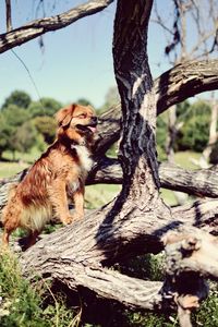 Close-up of squirrel on tree