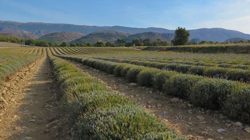 Scenic view of vineyard against sky