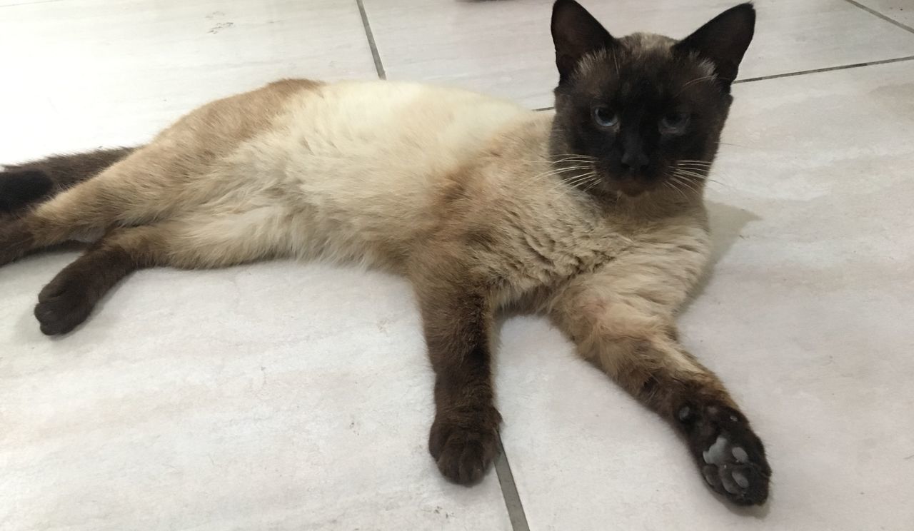 HIGH ANGLE PORTRAIT OF CAT ON FLOOR