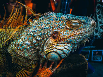 A close up shot of an iguana