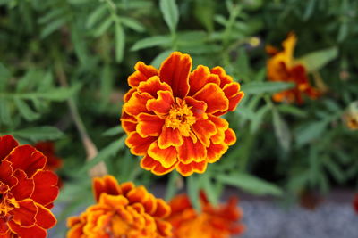 Close-up of orange marigold flowers