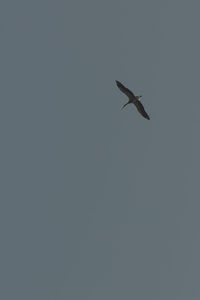 Low angle view of eagle flying against clear sky