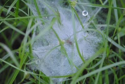 Close-up of plant