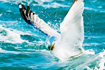 Seagull with fish