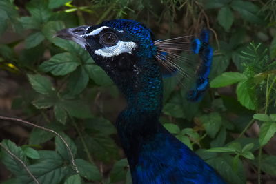 Close-up of peacock