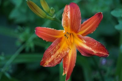 Close-up of orange lily