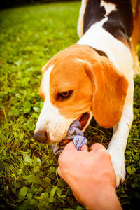 Midsection of person with dog on field