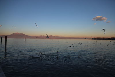 Birds swimming in lake at sunset
