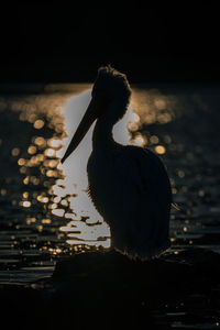 Close-up of a bird