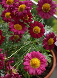 Close-up of flowers