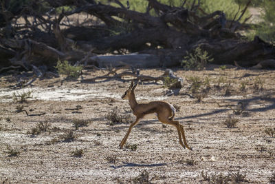 View of deer on field