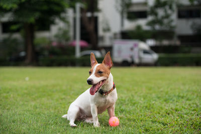 Dog sitting by ball on grassy field