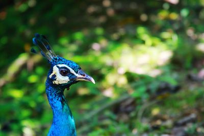 Close-up of an animal