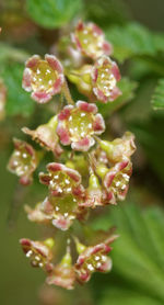 Close-up of flowering plant