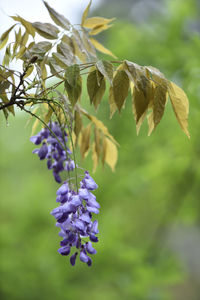 Close-up of purple flowering plant