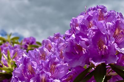 Close-up of purple flowers on tree