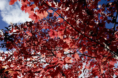 Low angle view of cherry blossom tree against sky