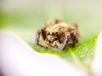 Close-up of spider