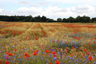 Poppies growing on field against sky