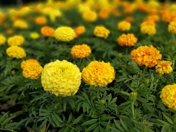 Close-up of yellow flowers blooming outdoors