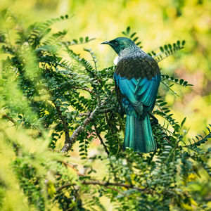 Tui bird in a kowhai tree