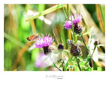 Close-up of bumblebee pollinating on purple flower