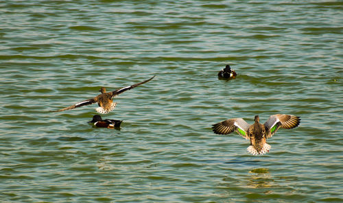 Ducks swimming in lake