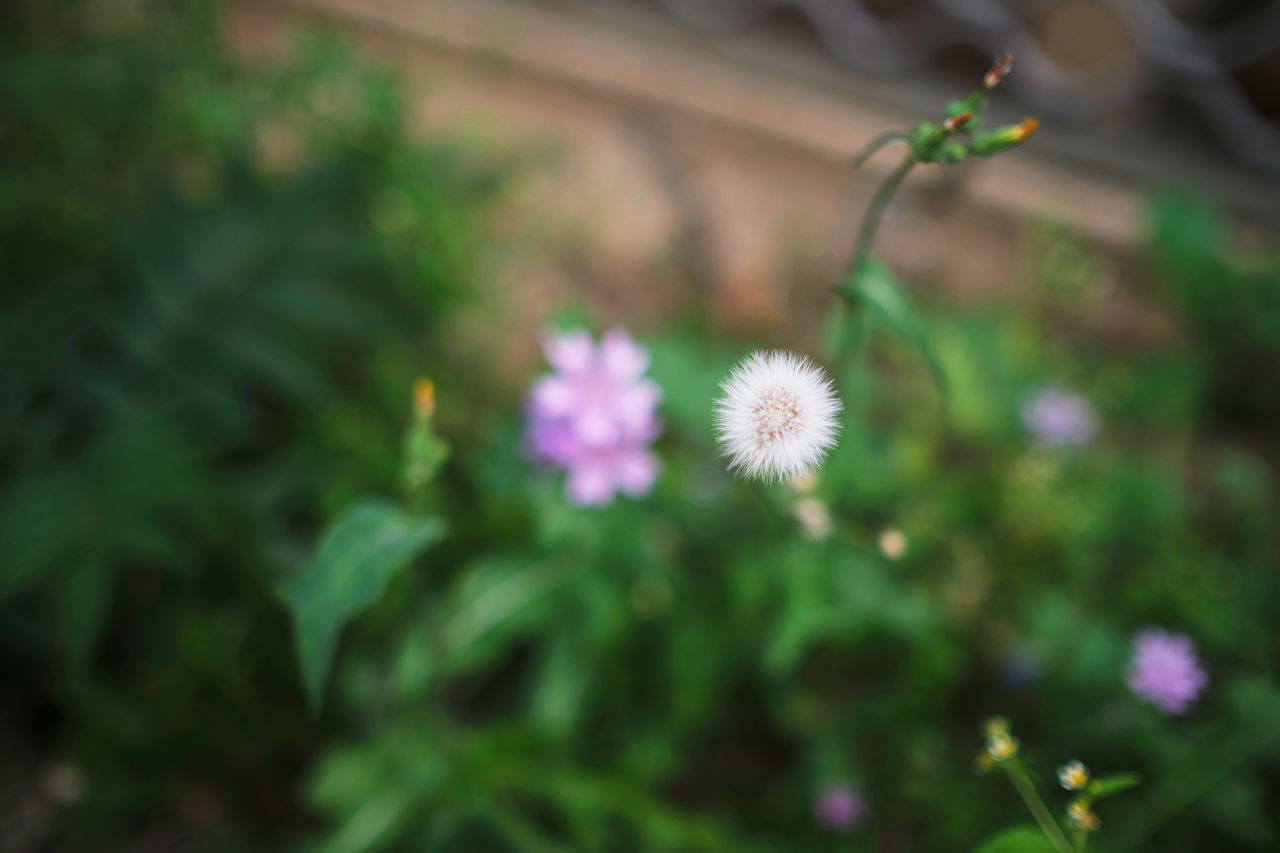 CLOSE-UP OF PINK FLOWERS