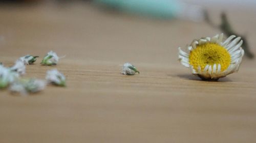 Close-up of food on table