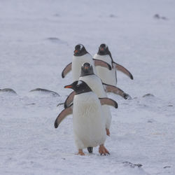 Full length of swan standing on snow