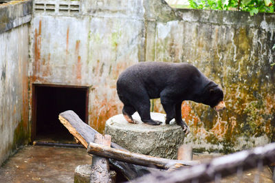 View of bear drinking water from wood
