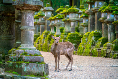 Deer standing in front of built structure