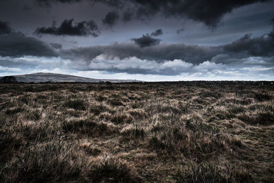 Moorland, wild grassland, cloudy day