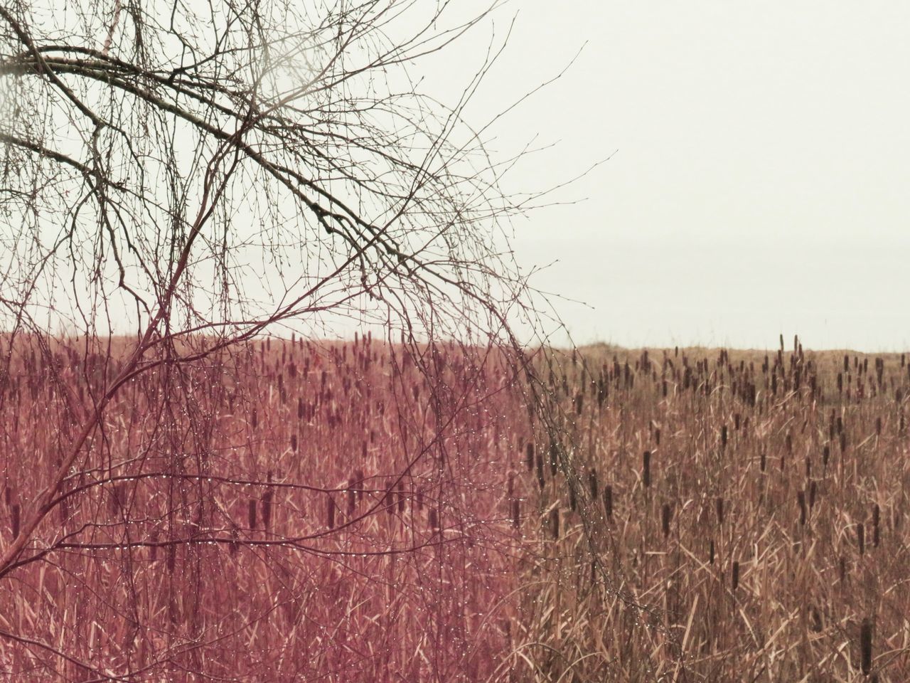 VIEW OF BARE TREES ON FIELD AGAINST SKY