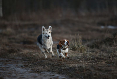 Portrait of dog running on field