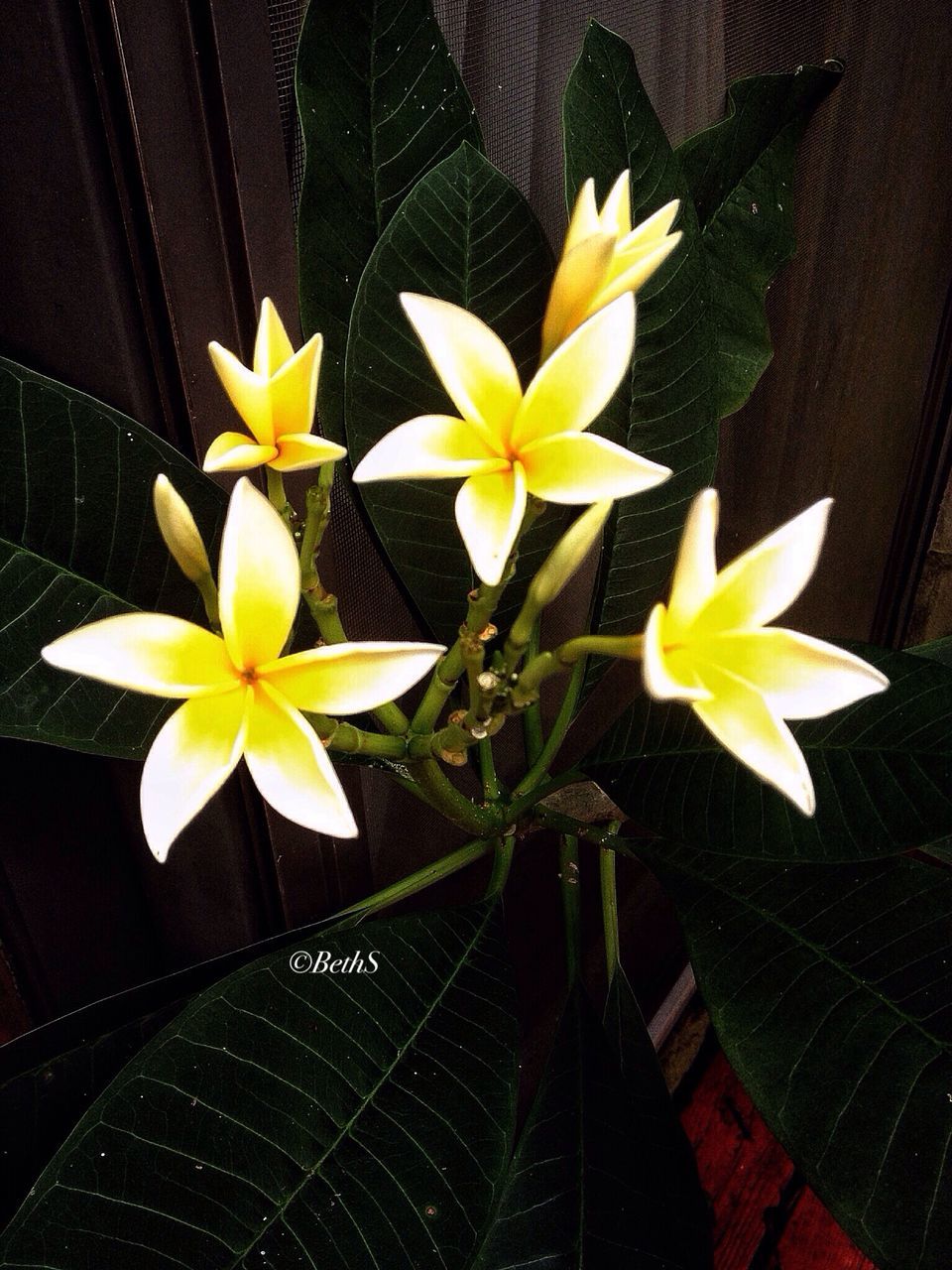 flower, petal, freshness, fragility, flower head, yellow, white color, beauty in nature, growth, indoors, high angle view, leaf, nature, close-up, blooming, plant, stem, in bloom, pollen, no people