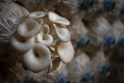 Close-up of mushrooms growing outdoors