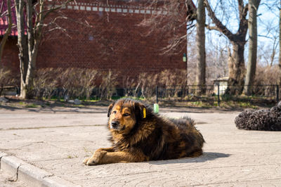 A large stray dog. spayed dog with a tag. a stray dog basking in the sun.