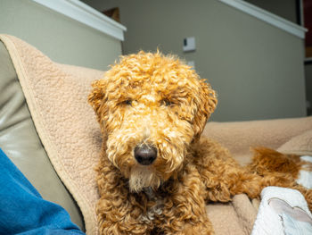 Portrait of dog relaxing at home