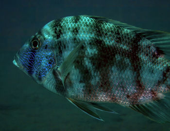 A variegated emperor - lethrinus variegatus - in the red sea, egypt