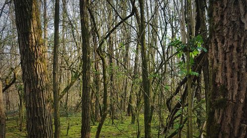 Trees in forest