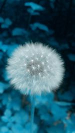 Close-up of dandelion flower