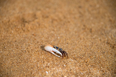 Close-up of small crab on sand